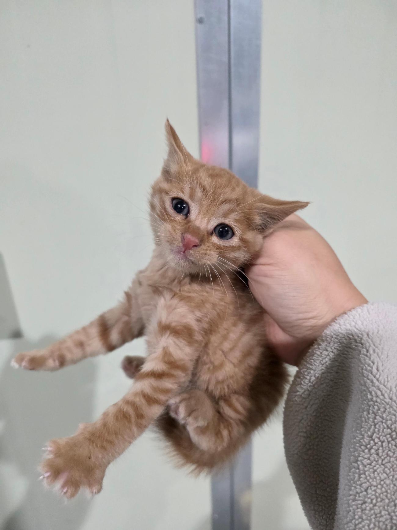 부산동물보호센터_426332202500787